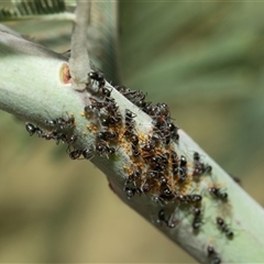 Acizzia sp. (genus) (Unidentified wattle psyllid) at Macgregor, ACT - 24 Jan 2025 by AlisonMilton