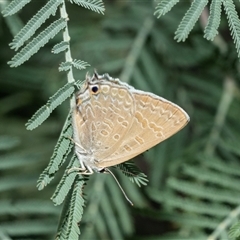 Jalmenus icilius (Amethyst Hairstreak) at Macgregor, ACT - 24 Jan 2025 by AlisonMilton