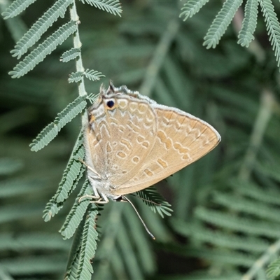 Jalmenus icilius (Amethyst Hairstreak) at Macgregor, ACT - 24 Jan 2025 by AlisonMilton