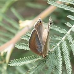 Jalmenus icilius at Macgregor, ACT - 24 Jan 2025 11:22 AM