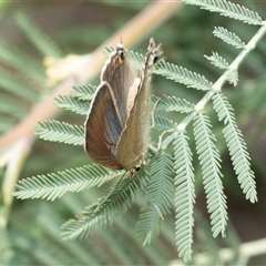 Jalmenus icilius at Macgregor, ACT - 24 Jan 2025 11:22 AM