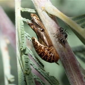 Jalmenus ictinus at Macgregor, ACT - 24 Jan 2025 11:19 AM