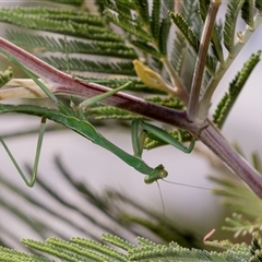 Mantidae (family) adult or nymph at Macgregor, ACT - 24 Jan 2025 by AlisonMilton