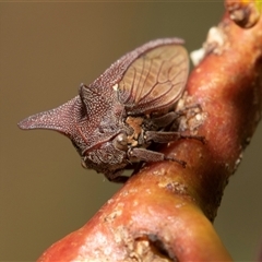 Ceraon vitta (Treehopper) at Macgregor, ACT - 24 Jan 2025 by AlisonMilton