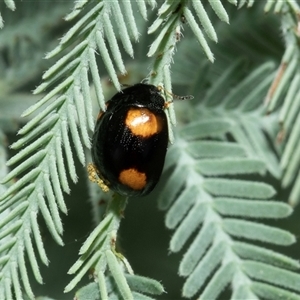 Peltoschema tetraspilota (Leaf beetle) at Macgregor, ACT by AlisonMilton