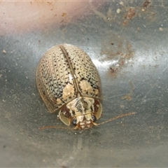 Paropsisterna laesa species complex (Laesa leaf beetle) at Macgregor, ACT - 23 Jan 2025 by AlisonMilton