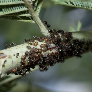 Iridomyrmex rufoniger (Tufted Tyrant Ant) at Macgregor, ACT by AlisonMilton