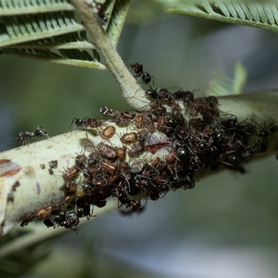 Iridomyrmex rufoniger (Tufted Tyrant Ant) at Macgregor, ACT - 24 Jan 2025 by AlisonMilton