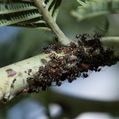 Acizzia acaciaedecurrentis (Early Green Wattle Psyllid) at Macgregor, ACT - 24 Jan 2025 by AlisonMilton