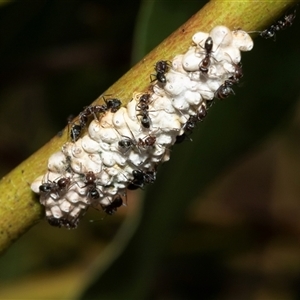 Iridomyrmex rufoniger (Tufted Tyrant Ant) at Macgregor, ACT by AlisonMilton