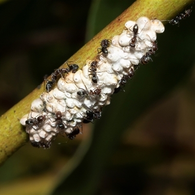 Iridomyrmex rufoniger (Tufted Tyrant Ant) at Macgregor, ACT - 24 Jan 2025 by AlisonMilton