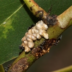 Eriococcus confusus (Gumtree scale) at Macgregor, ACT - 24 Jan 2025 by AlisonMilton