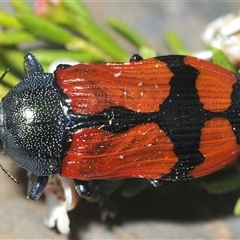 Castiarina deyrollei (A jewel beetle) at Wilsons Valley, NSW - 22 Jan 2025 by Harrisi