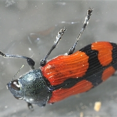 Castiarina deyrollei at Wilsons Valley, NSW - 22 Jan 2025 05:54 PM