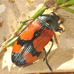 Castiarina deyrollei at Wilsons Valley, NSW - 22 Jan 2025 05:54 PM