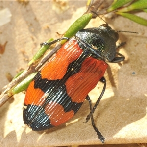 Castiarina deyrollei at Wilsons Valley, NSW - 22 Jan 2025 05:54 PM