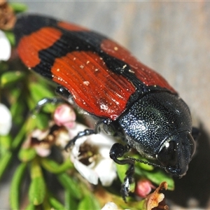 Castiarina deyrollei at Wilsons Valley, NSW - 22 Jan 2025 05:54 PM