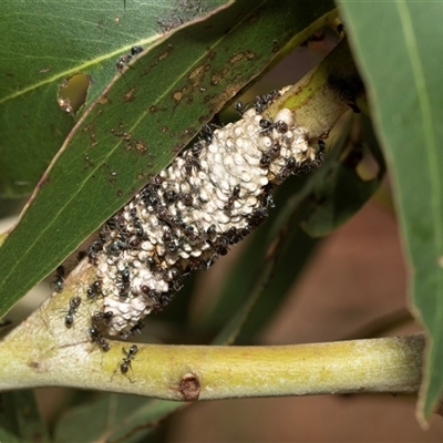 Eriococcus confusus (Gumtree scale) at Macgregor, ACT - 24 Jan 2025 by AlisonMilton