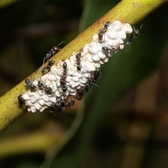 Eriococcus confusus at Macgregor, ACT - 24 Jan 2025 11:47 AM