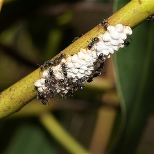 Eriococcus confusus at Macgregor, ACT - 24 Jan 2025 11:47 AM