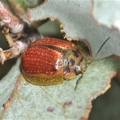 Paropsisterna bimaculata (Tasmanian Eucalyptus Leaf Beetle) at Berridale, NSW - 21 Jan 2025 by Harrisi