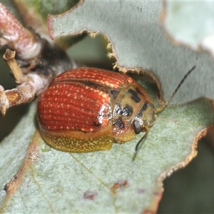 Paropsisterna bimaculata (Tasmanian Eucalyptus Leaf Beetle) at Berridale, NSW by Harrisi