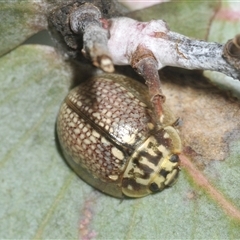 Paropsisterna decolorata (A Eucalyptus leaf beetle) at Berridale, NSW - 21 Jan 2025 by Harrisi