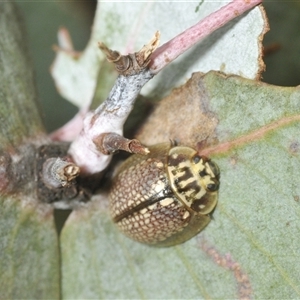 Paropsisterna decolorata at Berridale, NSW - suppressed