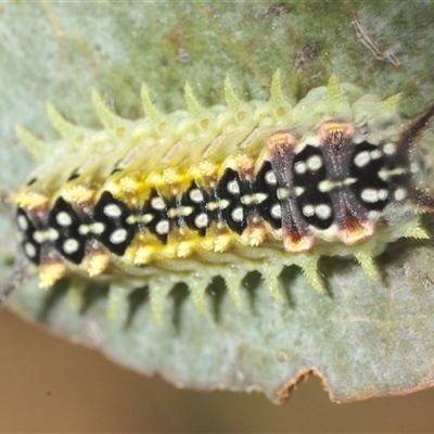 Doratifera quadriguttata (Four-spotted Cup Moth) at Berridale, NSW - 22 Jan 2025 by Harrisi