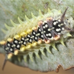 Doratifera quadriguttata at Berridale, NSW - suppressed