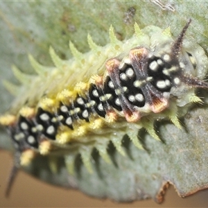 Doratifera quadriguttata at Berridale, NSW - suppressed