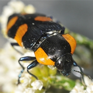 Castiarina erythromelas (Jewel beetle) at Smiggin Holes, NSW by Harrisi