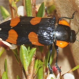 Castiarina erythromelas at Smiggin Holes, NSW - 22 Jan 2025 05:59 PM