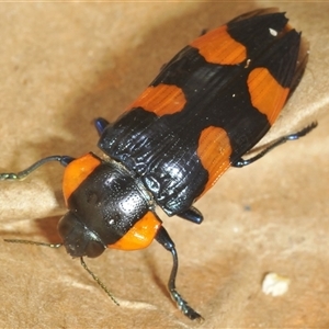 Castiarina erythromelas at Smiggin Holes, NSW - 22 Jan 2025 05:59 PM