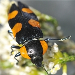 Castiarina erythromelas at Smiggin Holes, NSW - 22 Jan 2025 05:59 PM