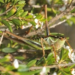 Chlorodectes montanus (Montane green shield back katydid) at Charlotte Pass, NSW - 21 Jan 2025 by Harrisi