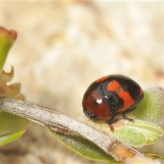 Ditropidus sp. (genus) (Leaf beetle) at Berridale, NSW - 22 Jan 2025 by Harrisi