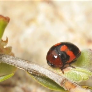 Ditropidus sp. (genus) at Berridale, NSW - suppressed