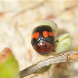 Ditropidus sp. (genus) at Berridale, NSW - suppressed