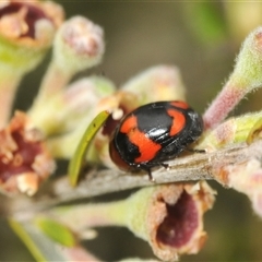 Ditropidus sp. (genus) at Berridale, NSW - suppressed