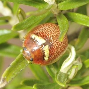 Paropsisterna sp. (genus) at Berridale, NSW - suppressed