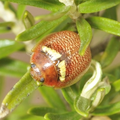 Paropsisterna sp. (genus) at Berridale, NSW - 22 Jan 2025 by Harrisi