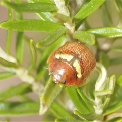 Paropsisterna sp. (genus) at Berridale, NSW - suppressed