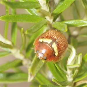 Paropsisterna sp. (genus) at Berridale, NSW - suppressed