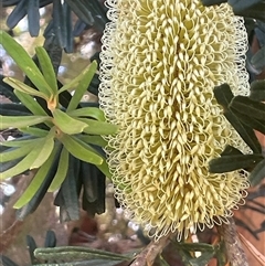 Banksia marginata (Silver Banksia) at Larbert, NSW - 25 Jan 2025 by JaneR