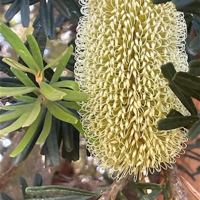 Banksia marginata (Silver Banksia) at Larbert, NSW - 25 Jan 2025 by JaneR