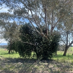 Banksia marginata at Larbert, NSW - 25 Jan 2025 01:18 PM