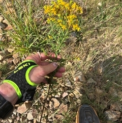 Hypericum perforatum (St John's Wort) at Jagungal Wilderness, NSW - 24 Jan 2025 by RangerRiley