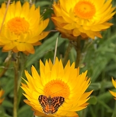 Chrysolarentia chrysocyma at Jagumba, NSW - 24 Jan 2025 by RangerRiley