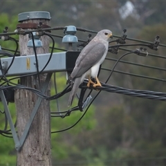 Tachyspiza novaehollandiae (Grey Goshawk) at Griffith, ACT - 26 Jan 2025 by BenW